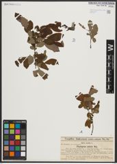 Foto von Salix aurita L.